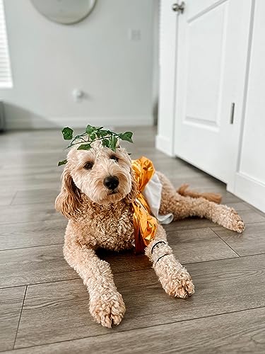 Disfraz Toga Halloween para Perro Talla Large miniatura 6