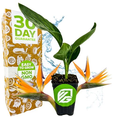 Orange Bird of Paradise Live Plant - Strelitzia Reginae by Wellspring Gardens - Tropical Flowering Perennial, Exotic Indoor/Outdoor Houseplant, Easy Care, Low Maintenance Starter Plant