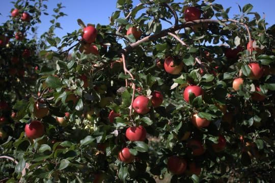 Honeycrisp Apple Trees Pre-Bagged Bareroot (12 in Tall) Tall-Aromatic, Juicy Fruit-Compact, Tidy Tree!!