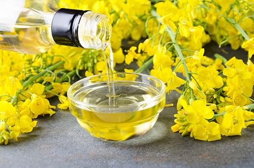 1000 ' Wichita ' Winter CANOLA Brassica Napus Rape Oilseed Cover Crop Seeds