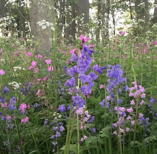 100g Woodland & Heavy Wildflower & Grass Seed Mix Wildflower + Grass Seed Mix 20:80 (20sq/m) P5 SLMH