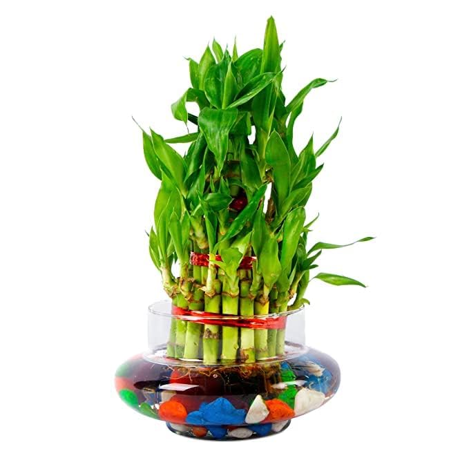 aradhya enterprises 3 layer lucky bamboo plant with round glass pot (B0CQKF6ZRP) Amazon Price History, Amazon Price Tracker