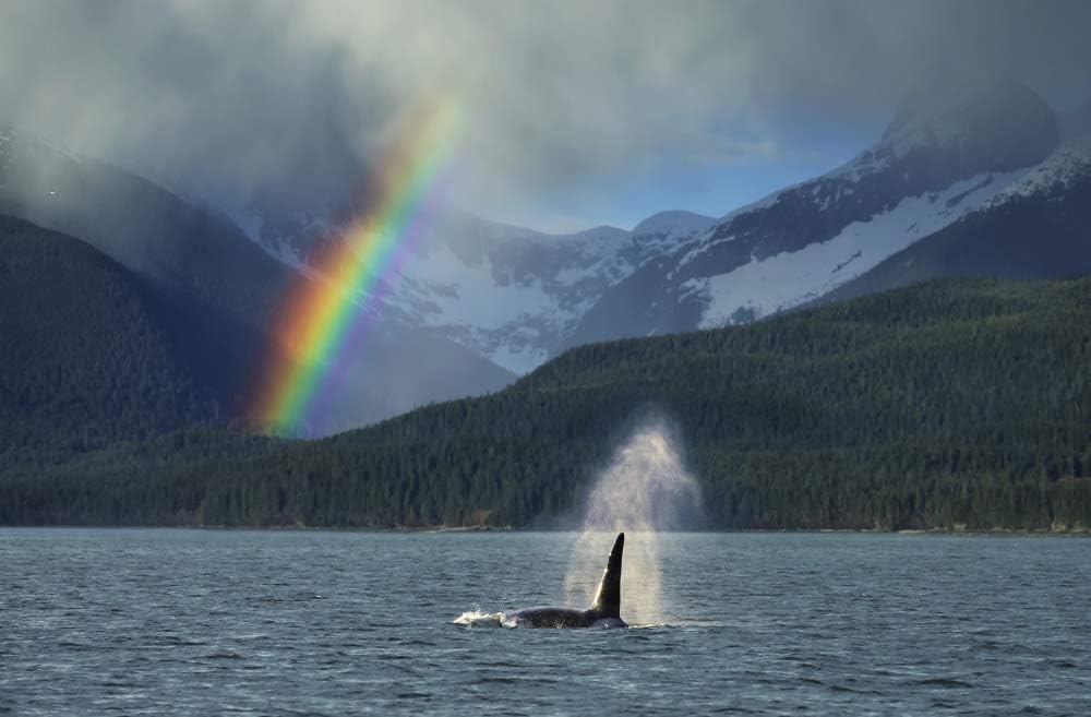 PosterazziDPI12251585LARGE Composite: Male Orca Whale Surfaces in Lynn Canal with A Rainbow and Spring Rain Shower in The Background, Southeast Alaska Photo Print, 38 x 24, Multi
