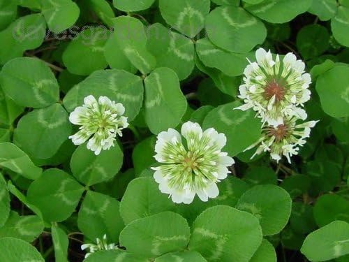 2LBS Coated & Inoculated White Ladino Clover Seeds (Food Plot)