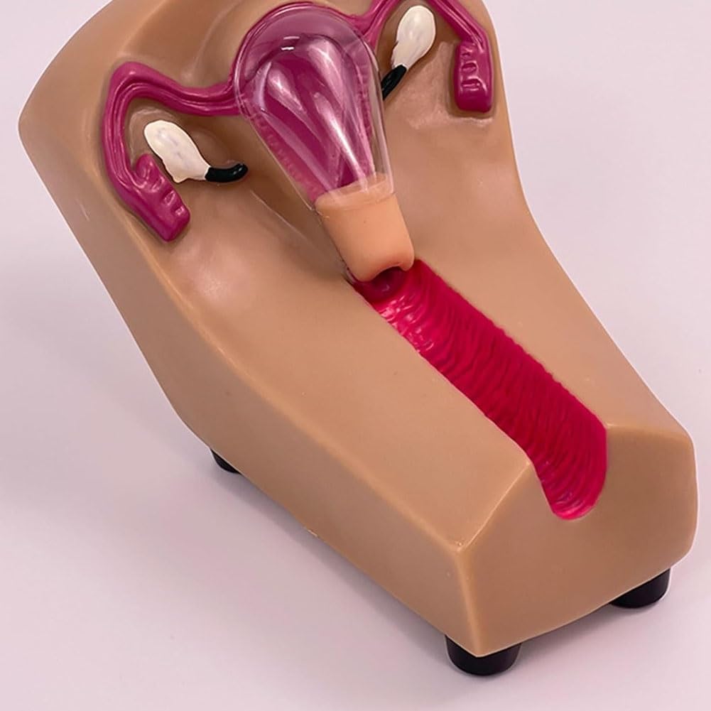 Modello di addestramento contraccettivo intrauterino, modello di dispositivo di nascita esterno, modello di guida alla contraccezione interna uterina femminile, modello di addestramento