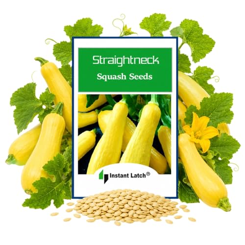 20 Straightneck Squash Seeds | Non-GMO | Fresh Garden Seeds