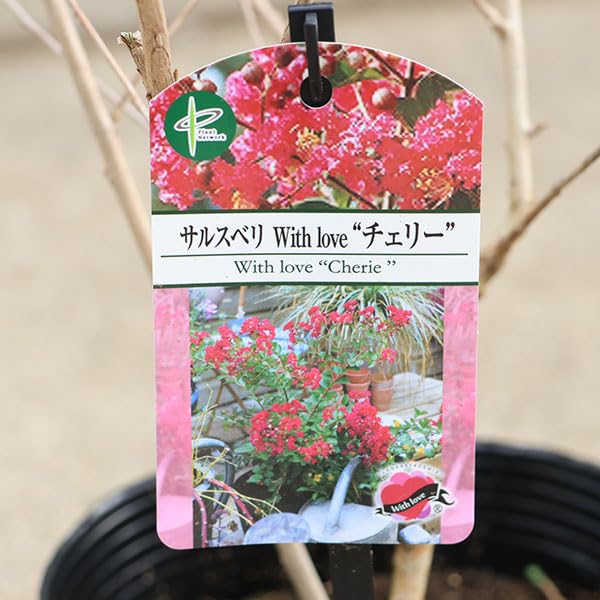 Amazon.co.jp: 庭木・植木：矮性サルスベリ（百日紅）ウィズラブ