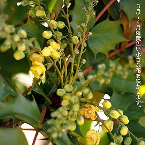 Amazon ヒイラギナンテン5号ポット苗木 庭木 常緑樹 グランドカバー 低木 花