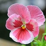 hornveilchen samen kaufen Pansy zeigt eine atemberaubende Darstellung mittelgroßer schwacher Blüten auf kräftigen nachlaufenden Pflanzen.