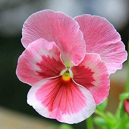 100 Stücke Rosa süßes Stiefmütterchen Saat Garten Topf Gartendekoration...