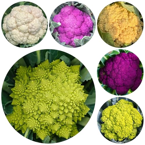 semillas de coliflor orgánicas - exóticas jardín balcón, resistentes jardín 300pcs