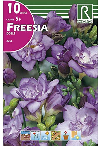 BULBO DE OTOÑO FREESIA DOBLE AZUL - 10 UD