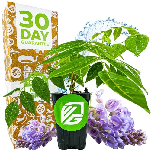 American Wisteria Live Plant Vine - Wisteria frutescens (Amethyst Falls) - Wellspring Gardens Starter Plant - Hardy Fast-Growing Fragrant Purple Blooms Ideal for Trellises