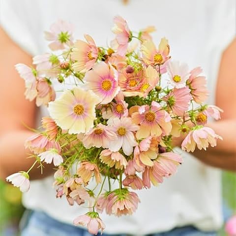 Cosmos Seeds - Apricot Lemonade - Packet - Pink Flower Seeds, Open Pollinated Seed Attracts Bees, Attracts Butterflies, Attracts Hummingbirds, Attracts Pollinators, Easy to Grow & Maintain Cover