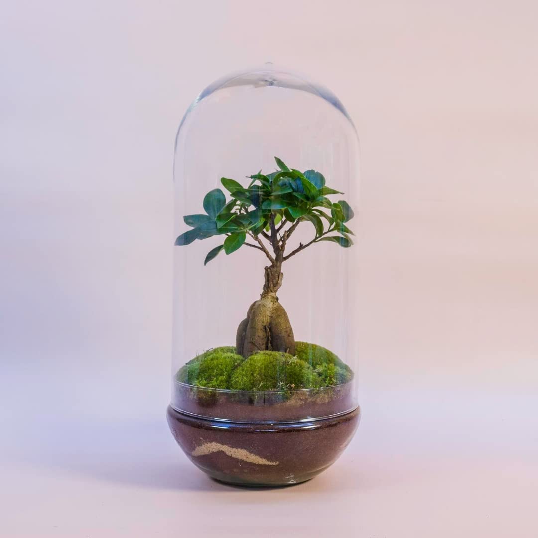 Terrario Plantas Cristal - Cúpula con Ficus Ginseng | Jardin Eterno en Cristal o Ecosistema Cerrado | Ideal para Decoración Hogar | Terrarios Autónomos | Grande, 36 cm x 19 cm