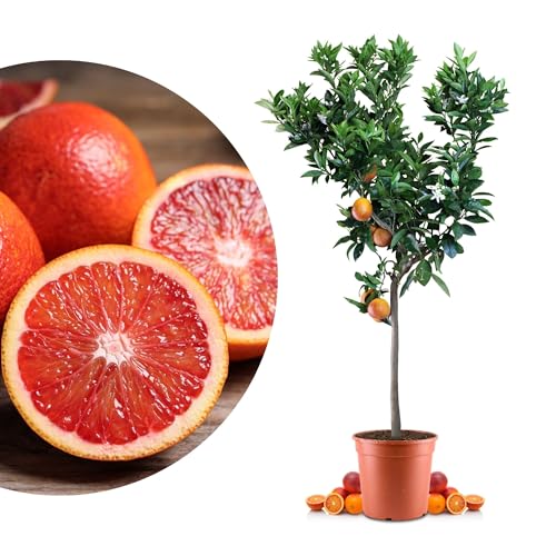 Blutorangenbaum Sanguinello Grande - echte Blutorange - Zitruspflanze - Blood Orange - veredelter Apfelsinenbaum in Gärtner-Qualität (Sanguinello, Grande)