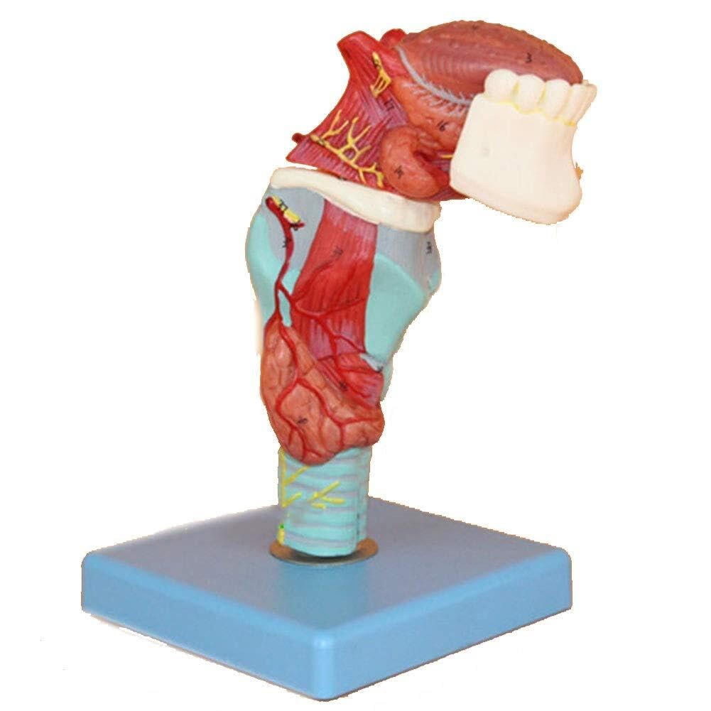 model anatomiczny, Ludzka krtań gardłowa z zębami języka Model anatomiczny Odłączany 5