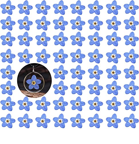Flores secas prensadas 'Forget Me Not' 60 piezas azul miniatura 1