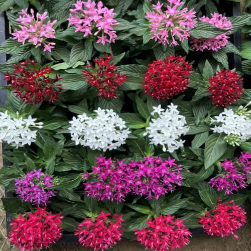 [World Fantasy Garden] 苗 ペンタス 色おまかせ3鉢セット 3～3.5号 【お届け中】 WFG 非耐寒性多年草 Pentas lanceolata 花苗 夏に咲く 花壇 庭植え 鉢植え 寄せ植えのサムネイル