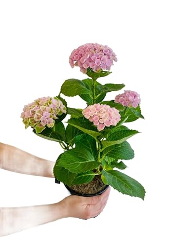 Hortensia Rosa Natural Planta Perfumada y Decorativa para el Jardín