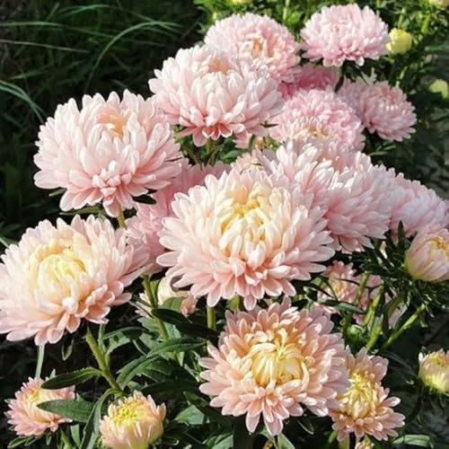 50+ Duchess Peony Aster Seeds Callistephus Tall Flowers Garden Planting