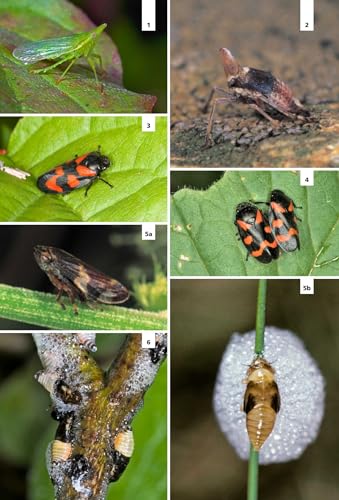 Guida Agli Insetti D'europa. Ediz. A Colori - 4