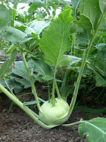 White Vienna Kohlrabi Seeds For Planting (500Mg) | Non Gmo, Heirloom, Usa Seeds | Asian Chinese Vegetable, German Turnip, Brassica Oleracea Gongylodes Group #TOP4