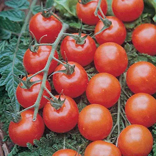 Image of Ferry-Morse Online Edition Tomato Supersweet 100 Hybrid Seeds - High Germination Rate, GMO Free - 8 Pack