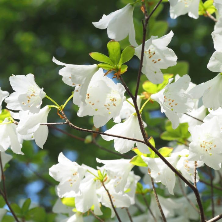 Amazon.co.jp: ツツジ 苗 シロヤシオツツジ 白八汐つつじ 白花 7号