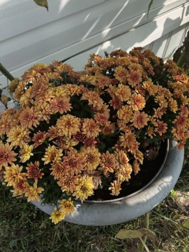 Season 3 Episode 18: Slowly Going Into Fall and Some Great Series Watching Recommendations