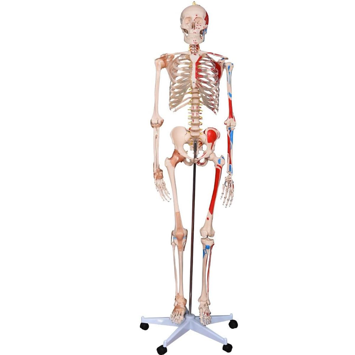 Model ludzkiego szkieletu o naturalnej wielkości 180 cm z ruchomymi stawami, odłączanymi mięśniami i więzadłami