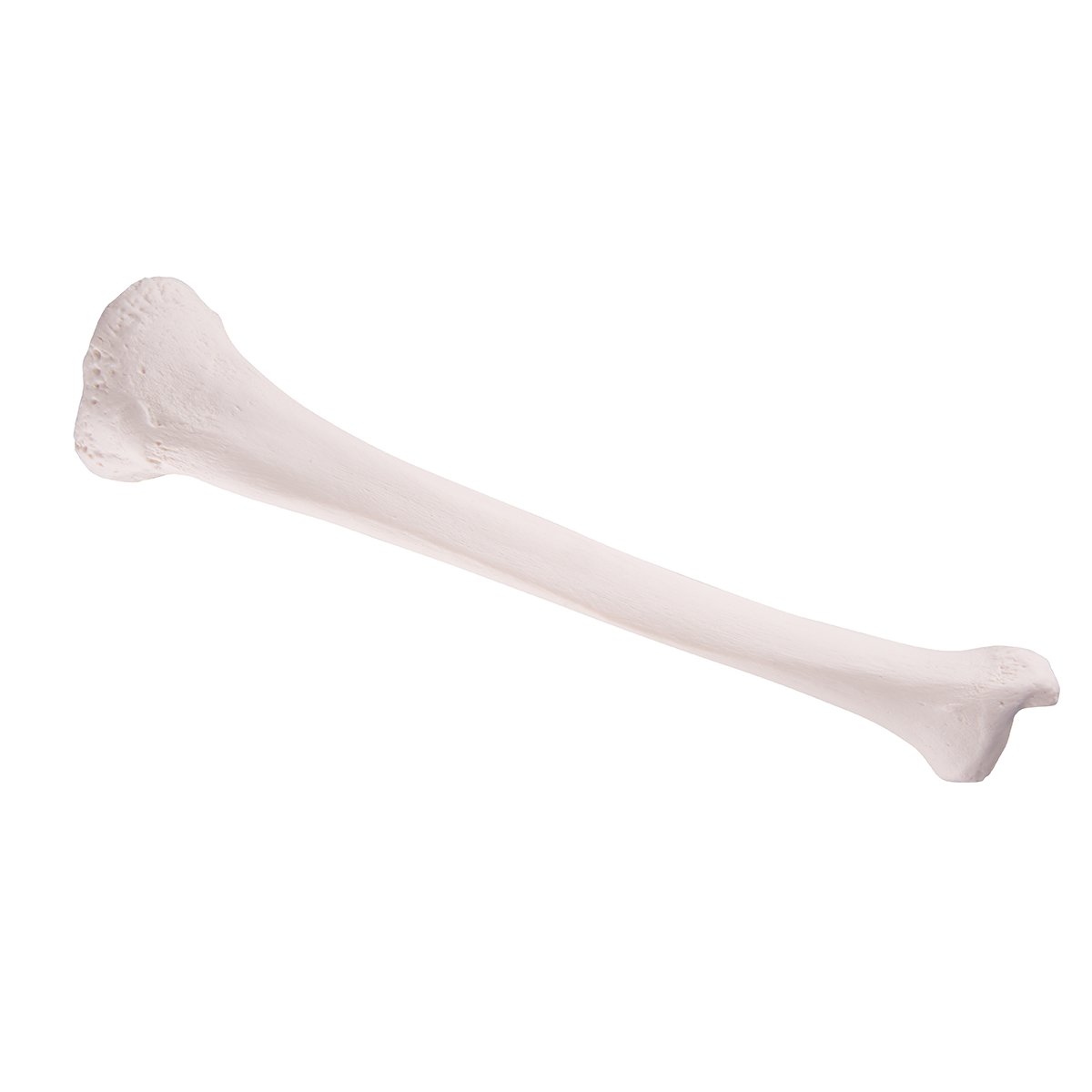 3B Scientific A35/3 Tibia Model + free Anatomy App - 3B Smart Anatomy
