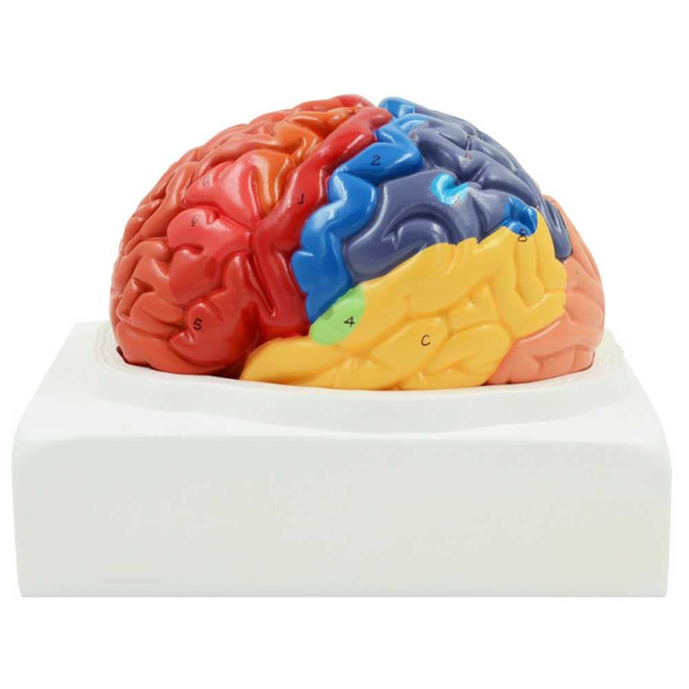 Modèle d'anatomie du cerveau humain 1:1 amovible en 2 parties avec base et étiquetage numérique