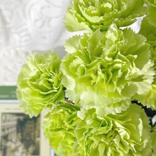 Semi di garofano, semi di selvatici di garofano selvatico, serre da balcone resistenti per il giardino regali per gli amanti del giardino 1000pcs