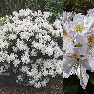 Rhododendron 'Cunninghams White' x2 Plants - Evergreen Shrubs