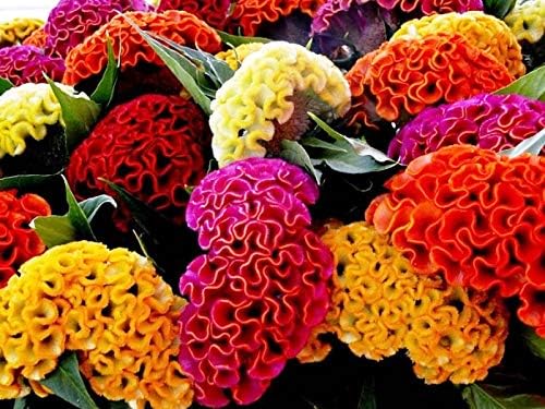 Semillas Cockscomb Mix (Crestada, Indias Occidentales, Toreador) Flores anuales Celosia