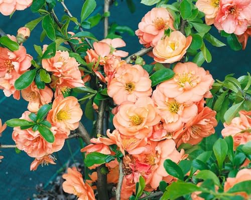 Chaenomeles 'Orange Trail' 40–60 cm – Winterhart, Mehrjährig, Pflegeleicht – Zierquitte – Heckenpflanze für Garten & Sichtschutz