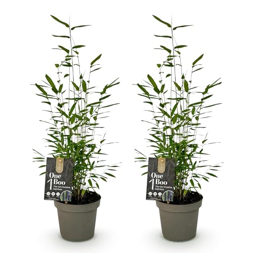 GreenboutiQ - Bambou - Fargesia Black Dragon - Vert - 4 Plantes - Persistant - Non envahissant - Pot 14cm Hauteur 35cm