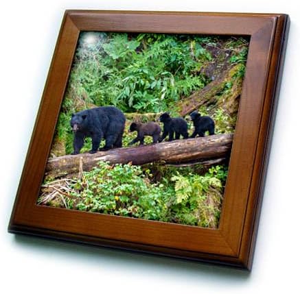 3dRose Black bear triplets follow mom at Anan Creek. - Framed Tiles (ft-380611-1)