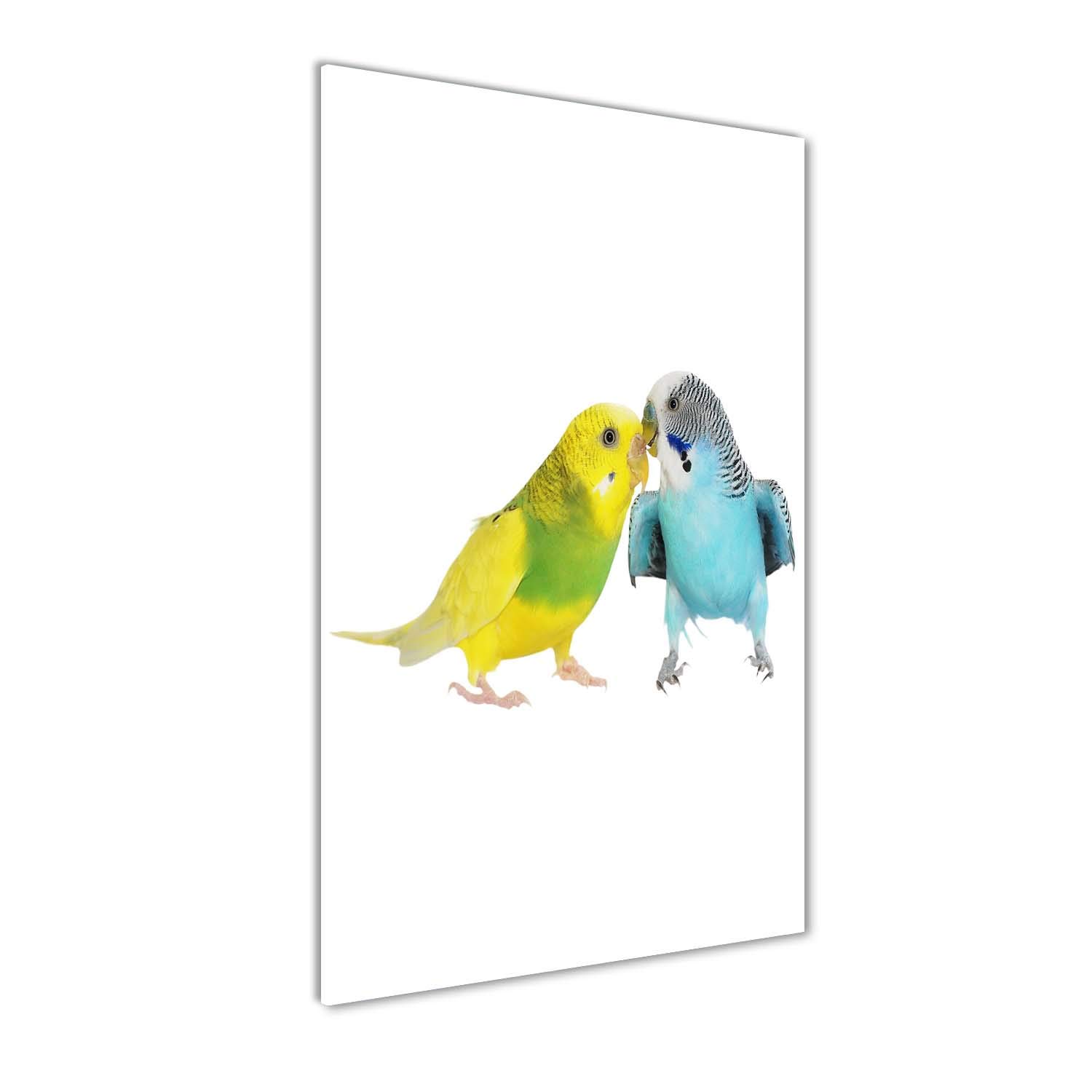 Impression sur Verre 60x120 cm Budgies - Tableau Multicolore Animaux