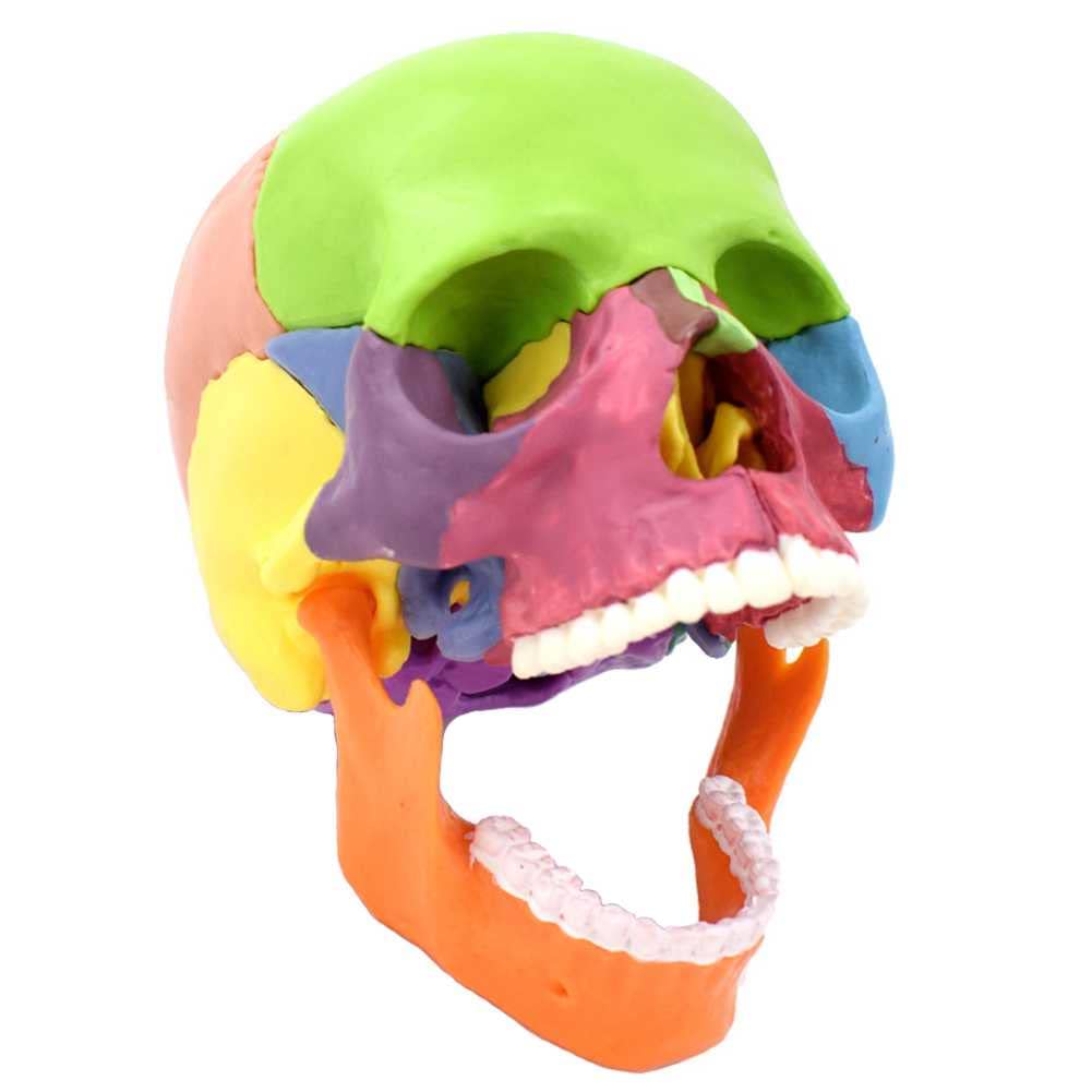 Modello didattico, descrizione dei colori del cranio umano 1:2 Modello di cranio umano per anatomia Modello di cranio con 15 parti di assemblaggio e descrizione ossea Dettagli manuali e accurati per
