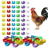 CXNXFD Hühner Fußringe 100 Stück (5 Farben + Nummeriert),Wasserdichtes Geflügel Fußband,Reißfestes PP-Material Tierfreundlich,Hühnchen Identifikation Beine Ringe für Hühner, Enten, Hühnchen, Goose