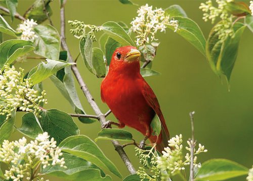 Songbirds Of North America Boxed Notecards #TOP2