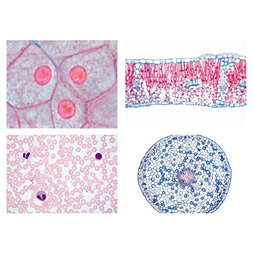 Image of 3B Scientific GmbH W13300 Series I. Cells Tissues and