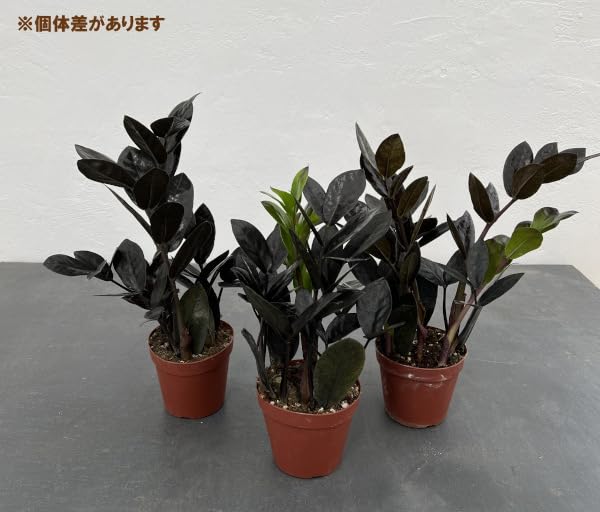 Amazon｜ザミオクルカス：レイヴン3号ポット[浅岡園芸]｜観葉植物