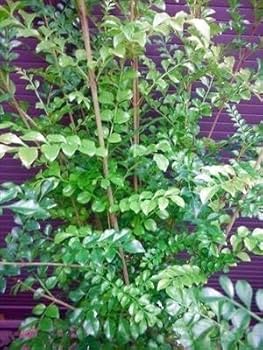 【セット割‼️高さ90㎝前後❗️】シマトネリコ 株立ち 10本立ち以上　2本セット セット割‼️高さ90㎝前後❗️】シマトネリコ 株立ち 10本立ち以上