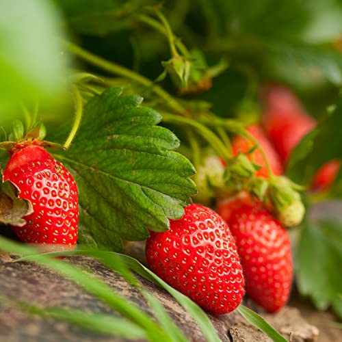 Bonnie Plants 19.3 oz 4-Pack Strawberry Live Plant