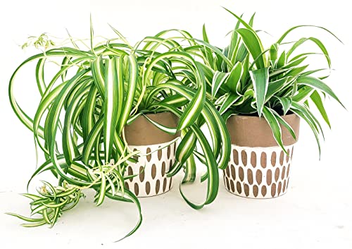 POWERS TO FLOWERS - CHLOROPHYTUM, FALANGIO 2 PIANTE, VARIETA' BONNIE e OCEAN IN VASO CERAMICA DECORATO, vaso 12cm, piante vere