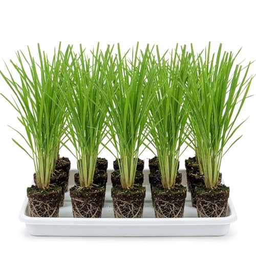 10 Perennial Lemon Grass Plants Live Lemongrass Plants Stalks Ready to Plant Herb Size 5-9 in Tall Well Rooted for Planting Outdoor Full Sun