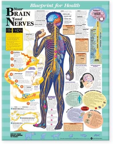 Anatomy Stuff Blueprint for Health Your Brain and Nerves Chart